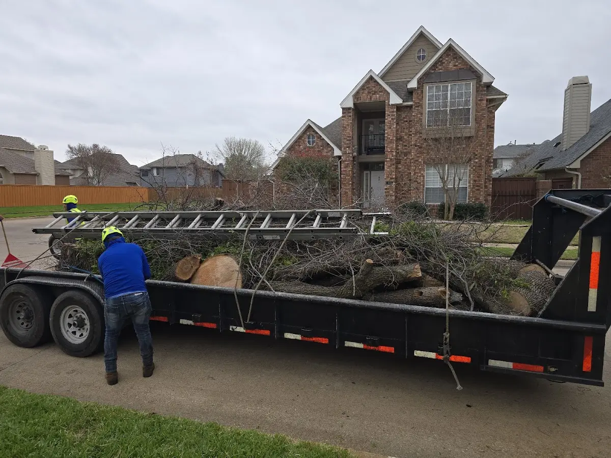 Expert Tree Removal with proper safety equipment in Diggs